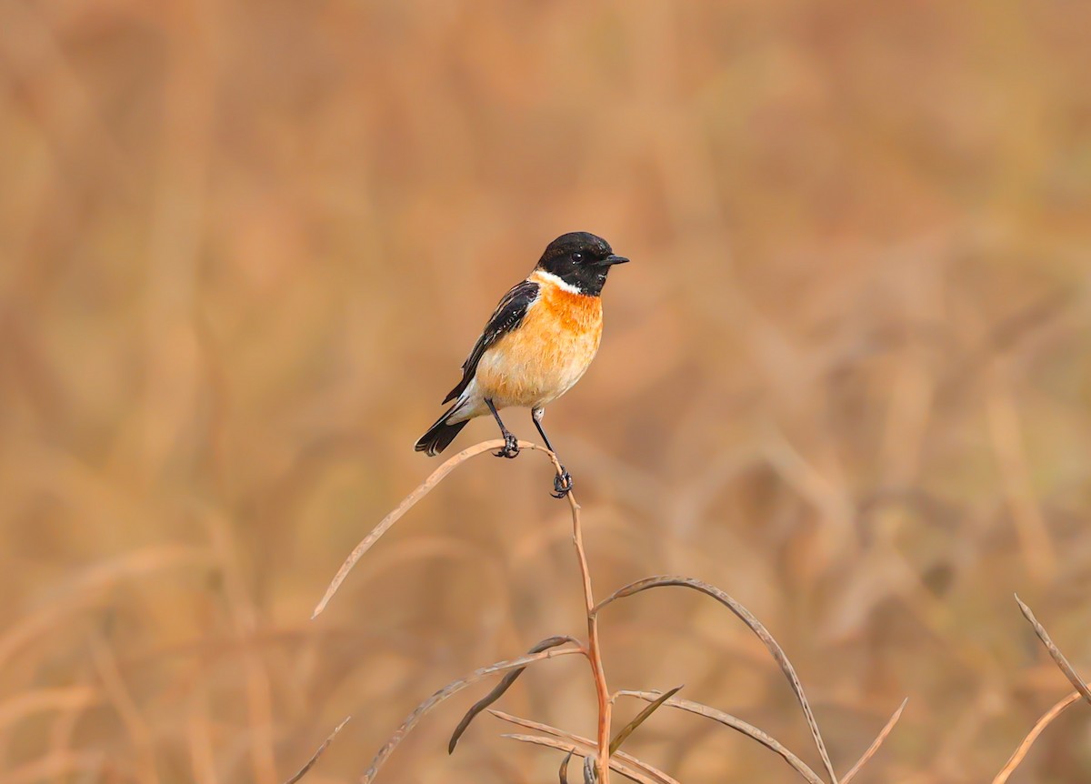 bramborníček sibiřský - ML647823829