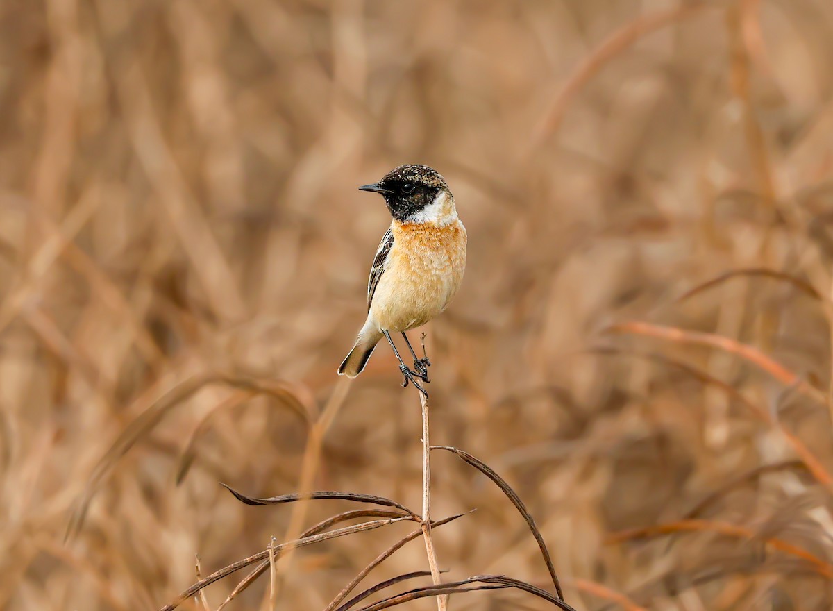 bramborníček sibiřský - ML647823830