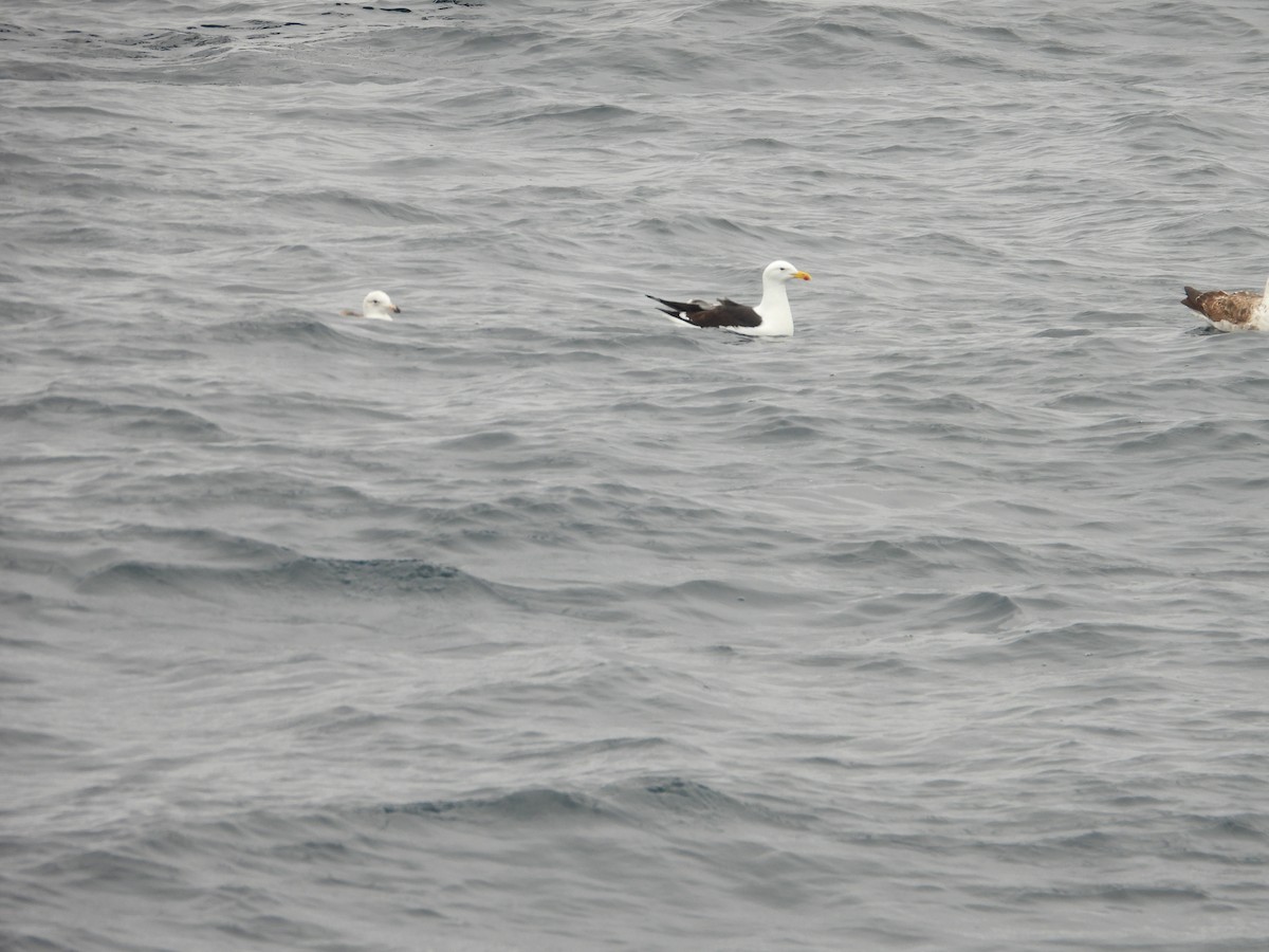 ミナミオオセグロカモメ - ML647823859