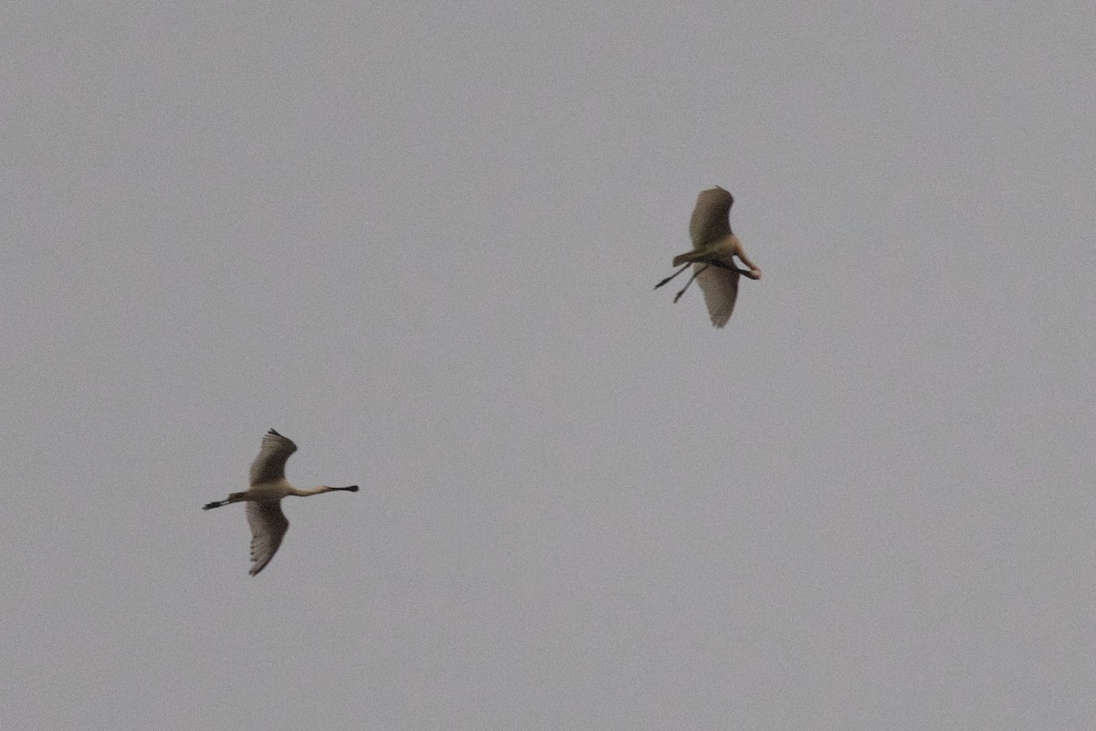 ヘラサギ - ML647823860