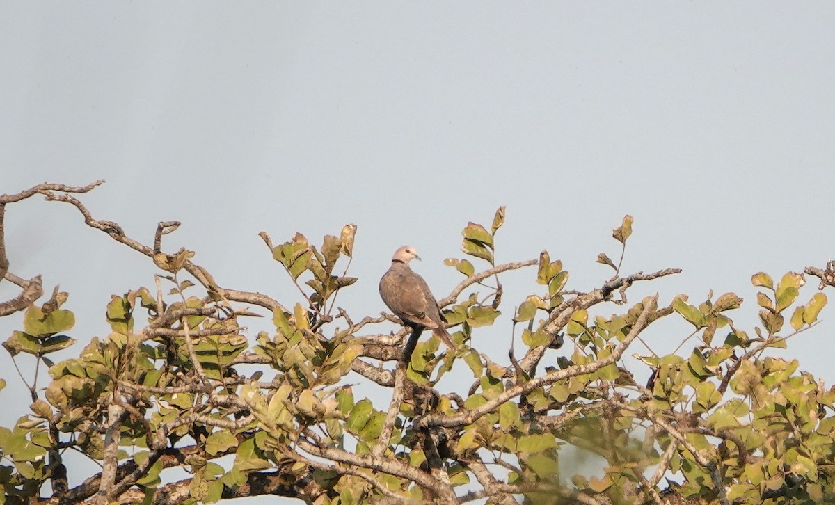 アフリカジュズカケバト - ML647823869