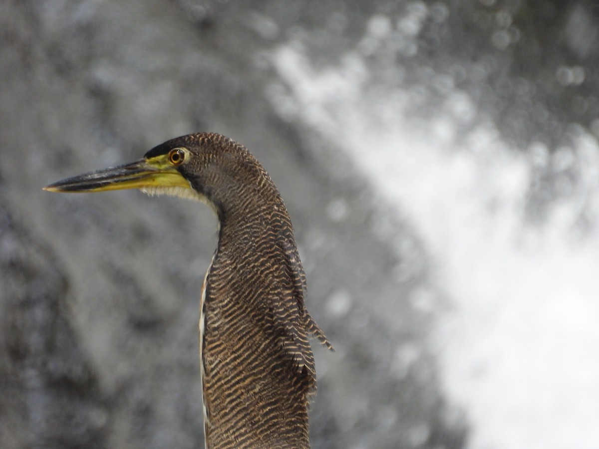 ズグロトラフサギ - ML647823870