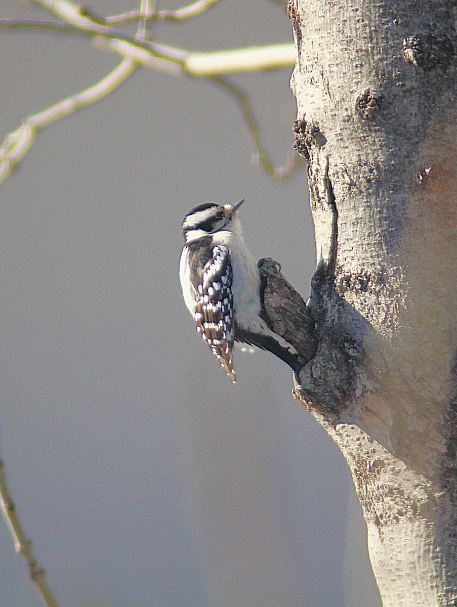 セジロコゲラ - ML647823871