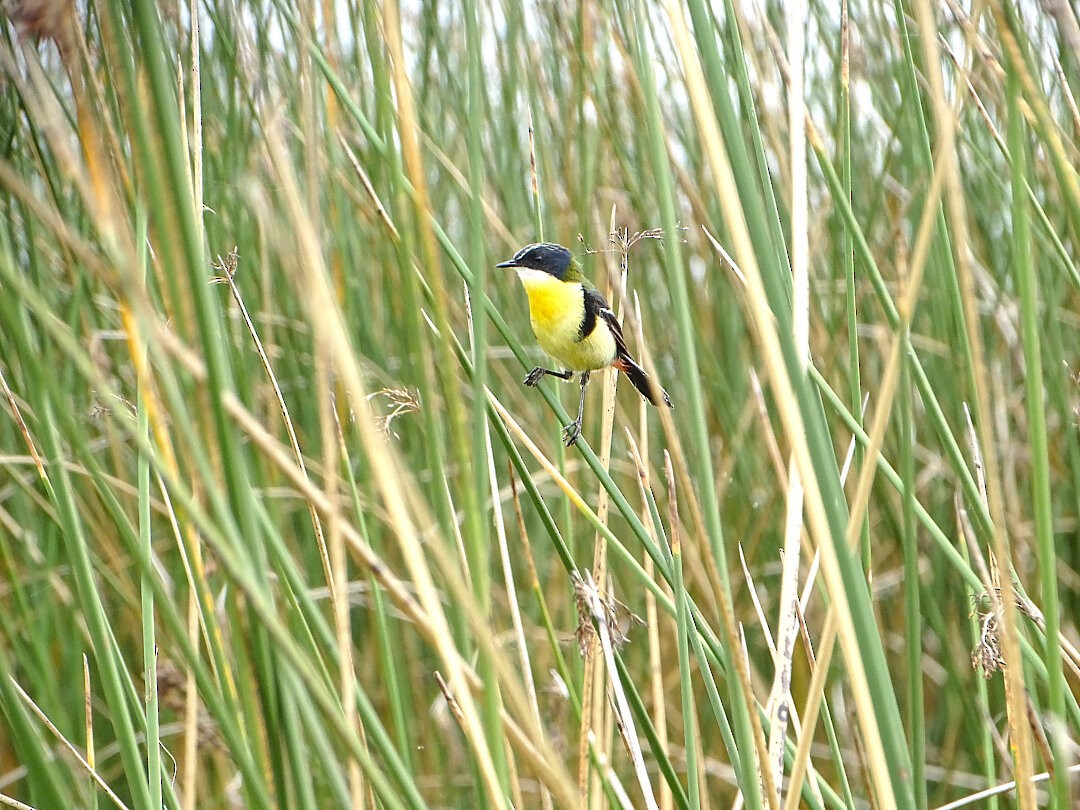 ゴシキタイランチョウ - ML647823872