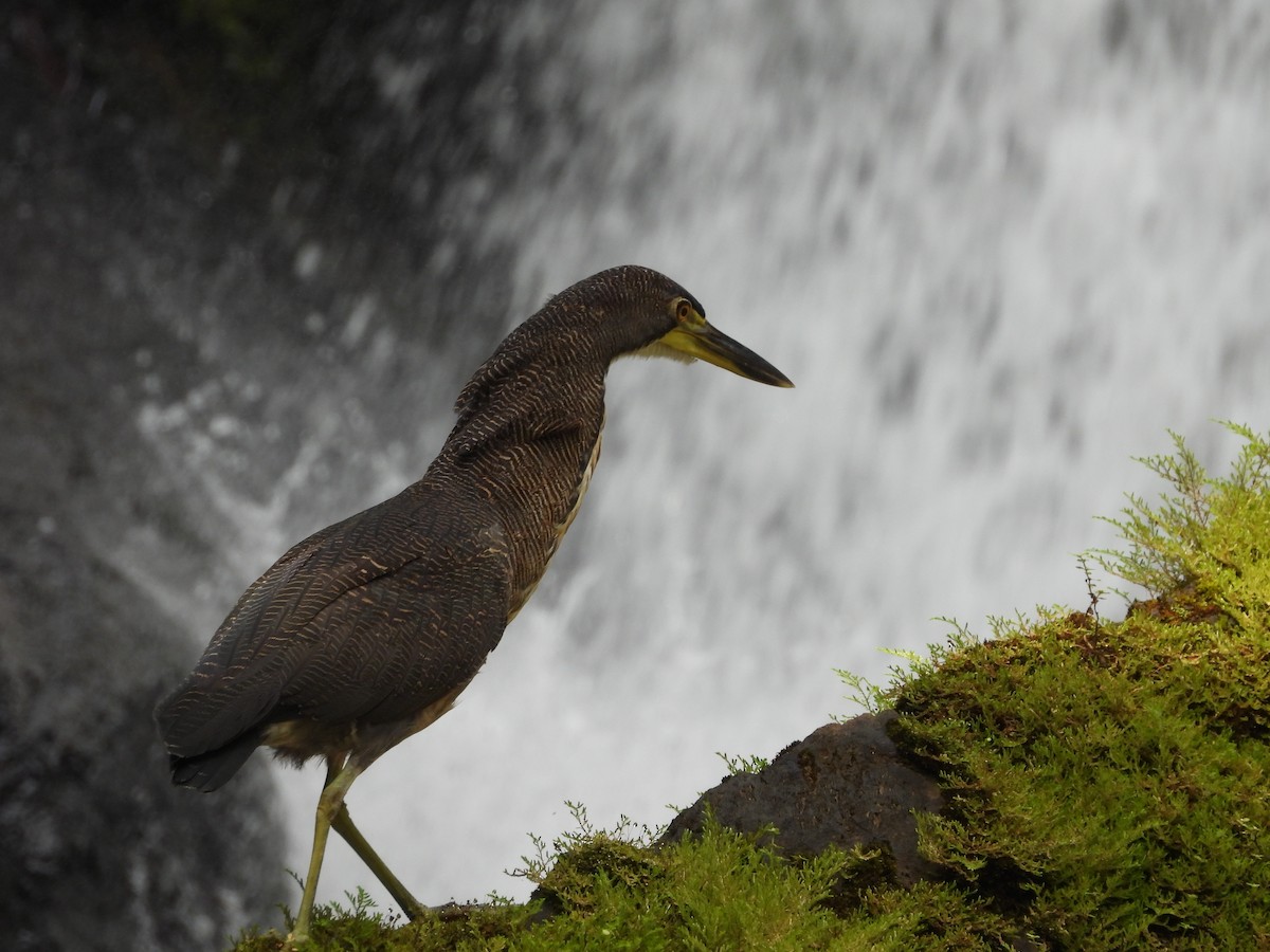 ズグロトラフサギ - ML647823875