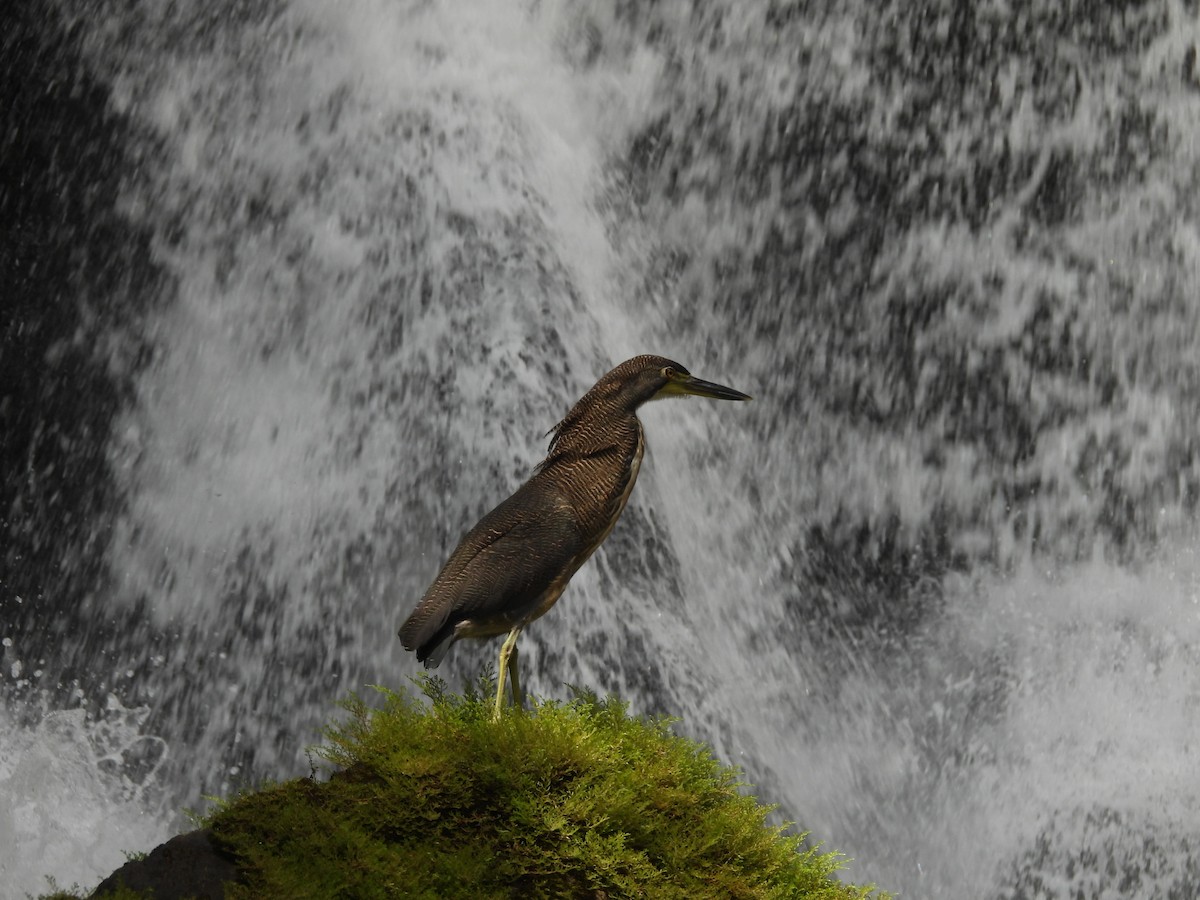 ズグロトラフサギ - ML647823876