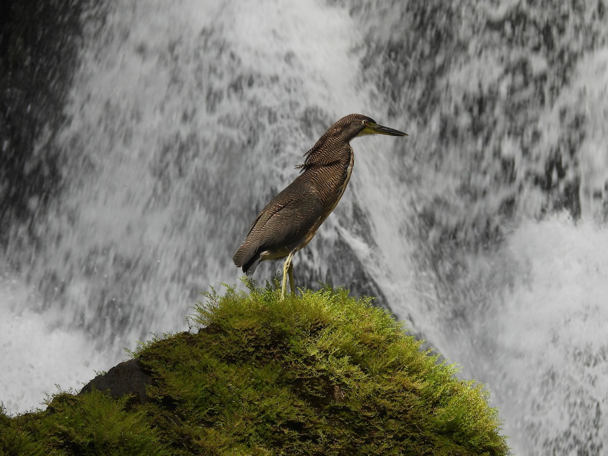 ズグロトラフサギ - ML647823877