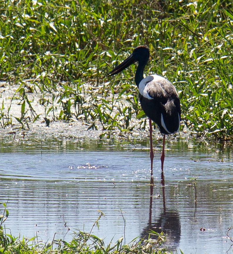 セイタカコウ - ML647823878