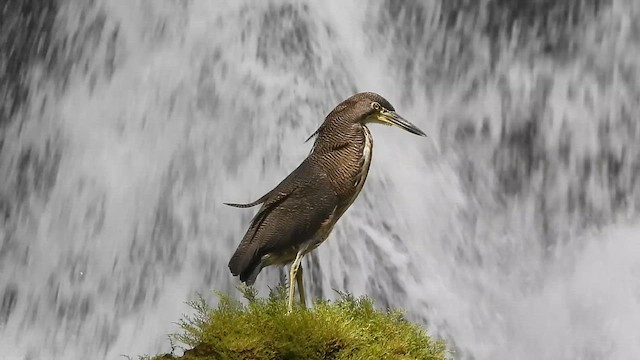 ズグロトラフサギ - ML647823883