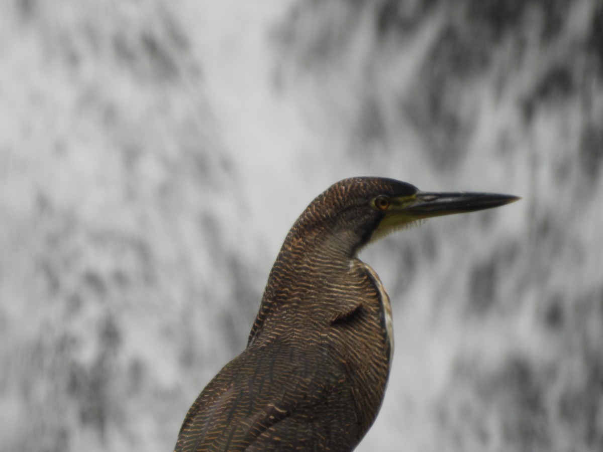 ズグロトラフサギ - ML647823885