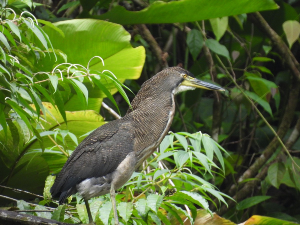 ズグロトラフサギ - ML647823892