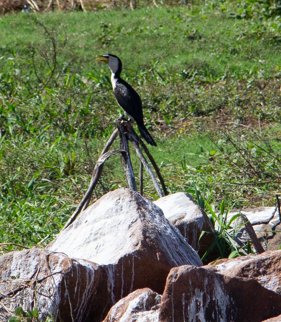 シロハラコビトウ - ML647823893