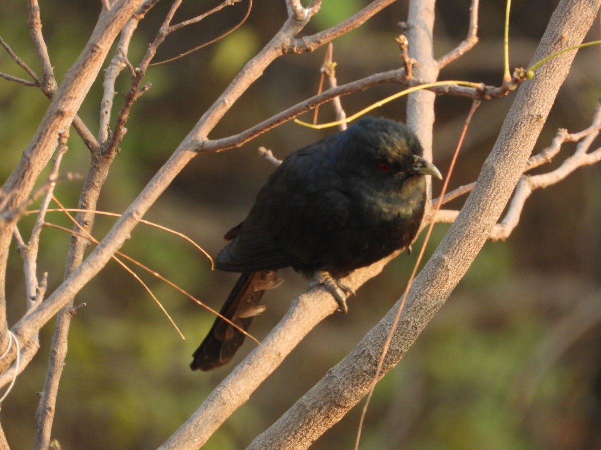 オニカッコウ - ML647823896