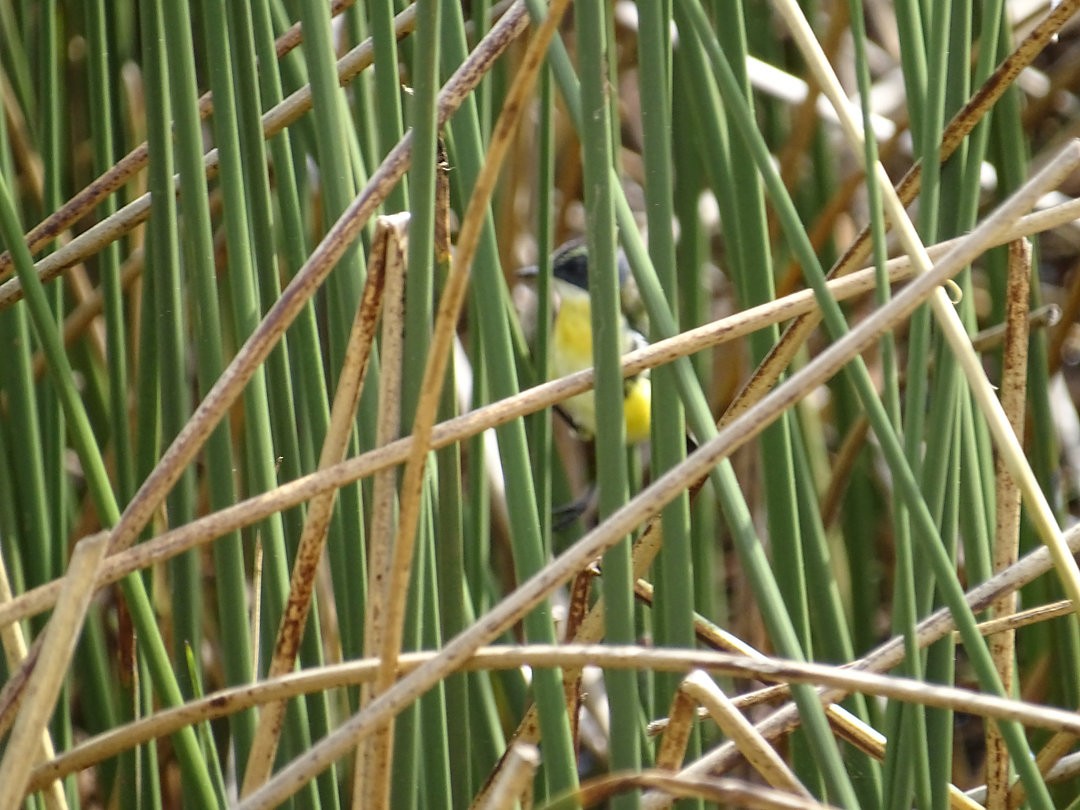 ゴシキタイランチョウ - ML647823897