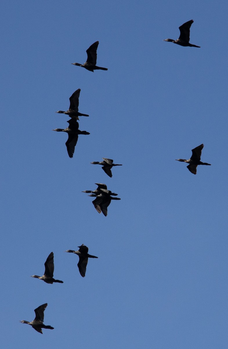 ミナミクロヒメウ - ML647823900