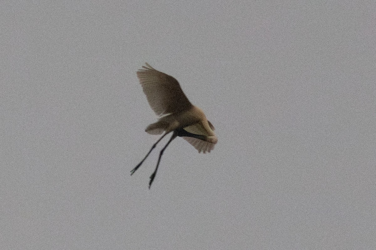 ヘラサギ - ML647823901