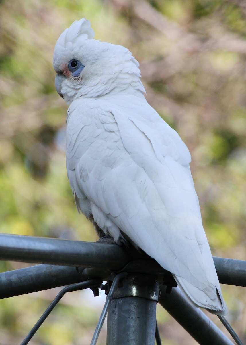 アカビタイムジオウム - ML647823902