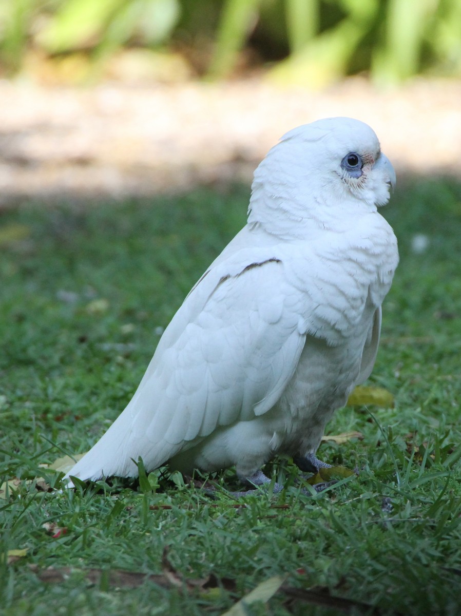 アカビタイムジオウム - ML647823903