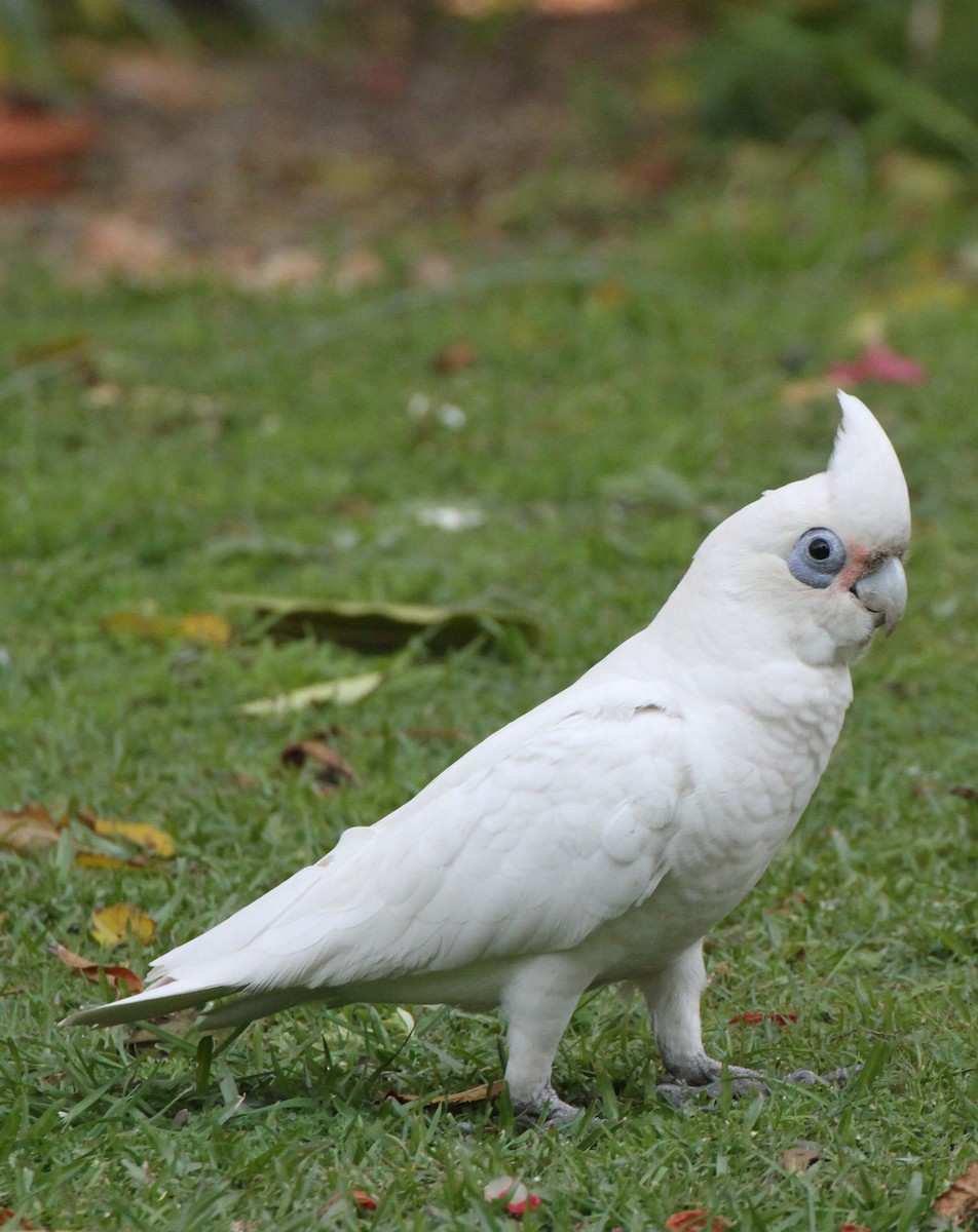 アカビタイムジオウム - ML647823904