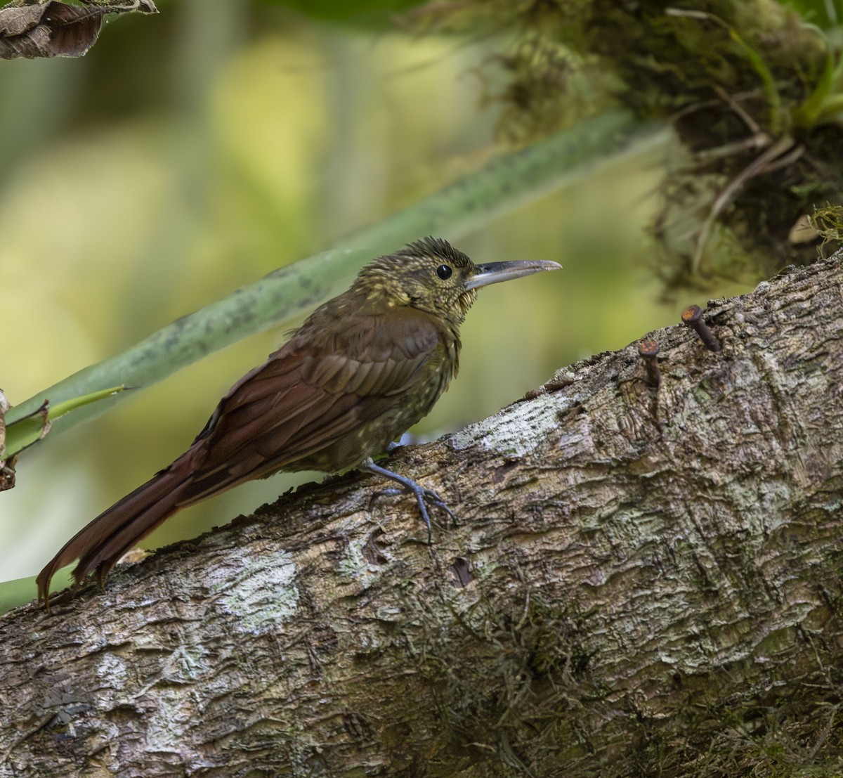 シロボシオニキバシリ - ML647823905