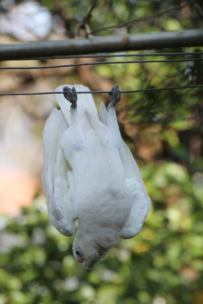 アカビタイムジオウム - ML647823906