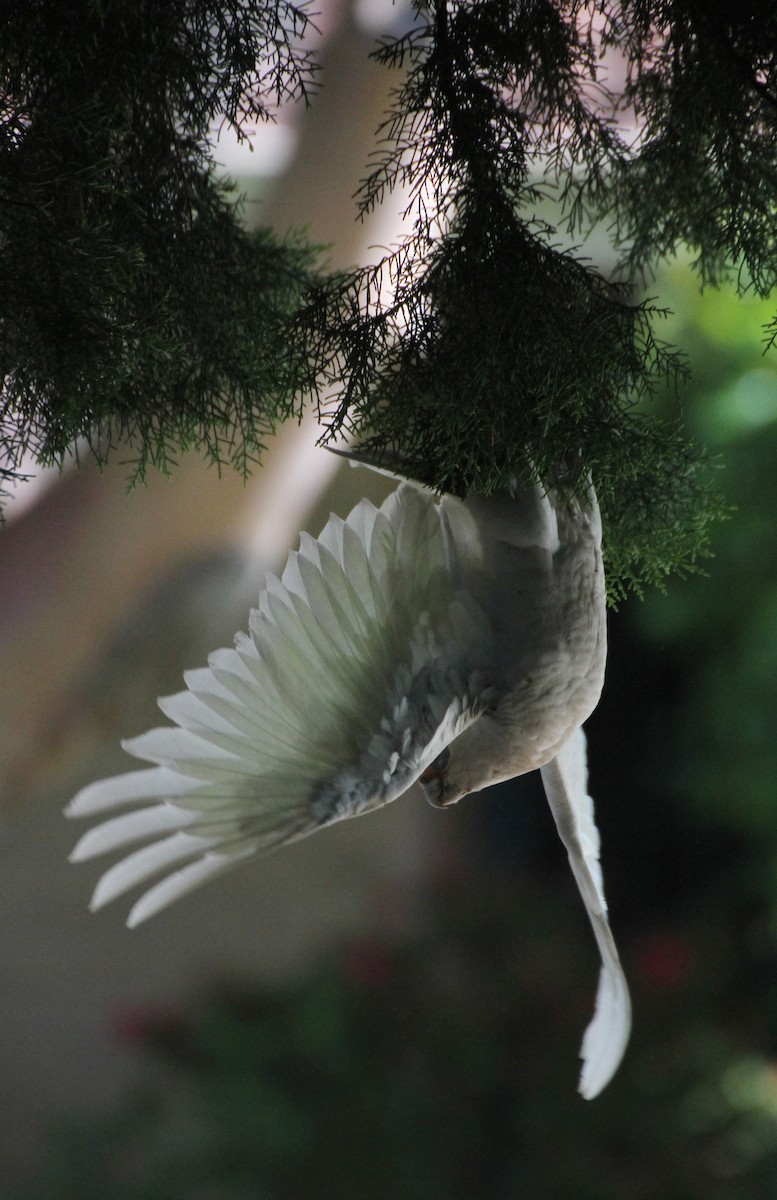 アカビタイムジオウム - ML647823907