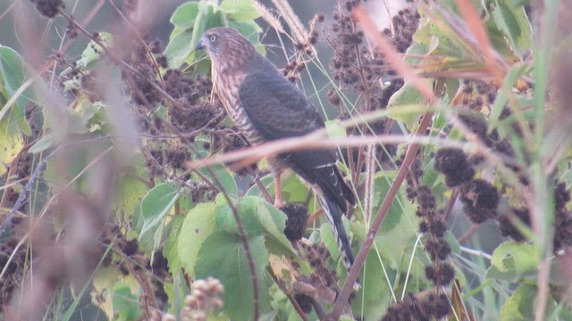 Габар - ML647823911