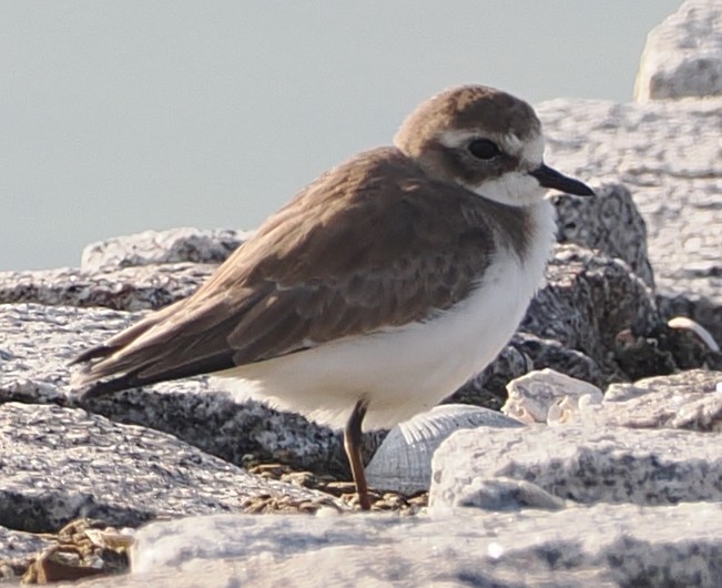 チベットメダイチドリ - ML647823912