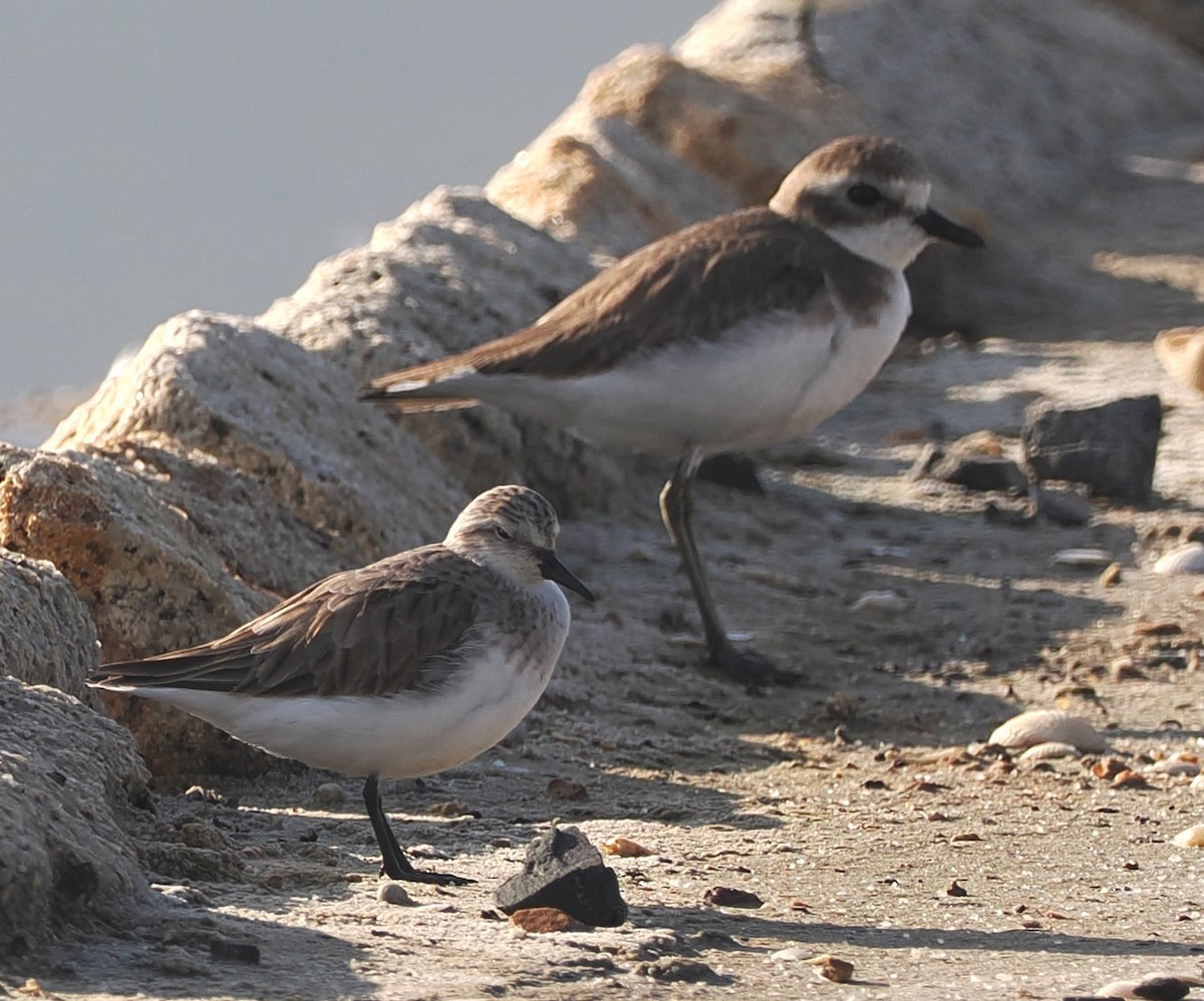 チベットメダイチドリ - ML647823913