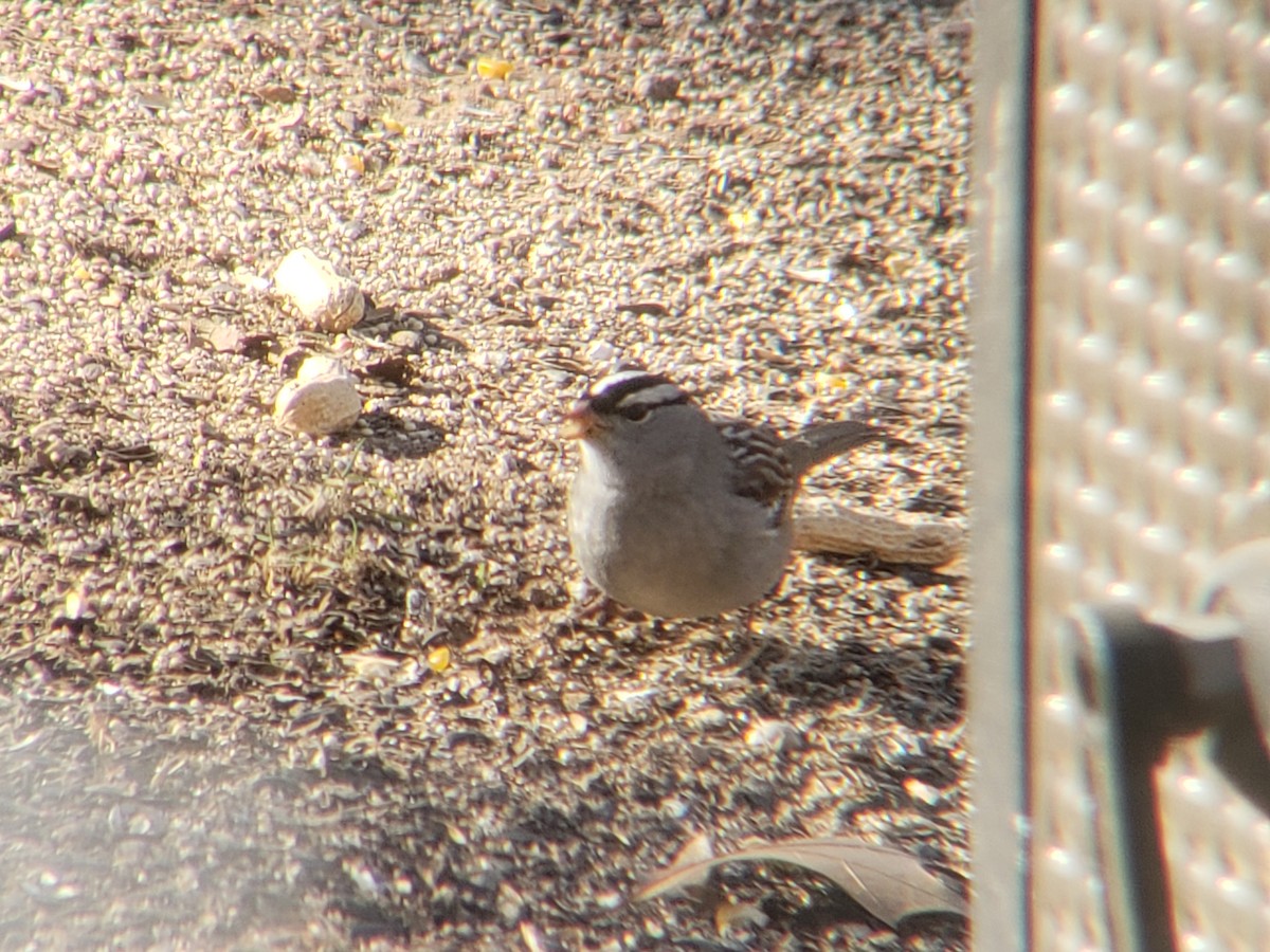 ミヤマシトド - ML647823914