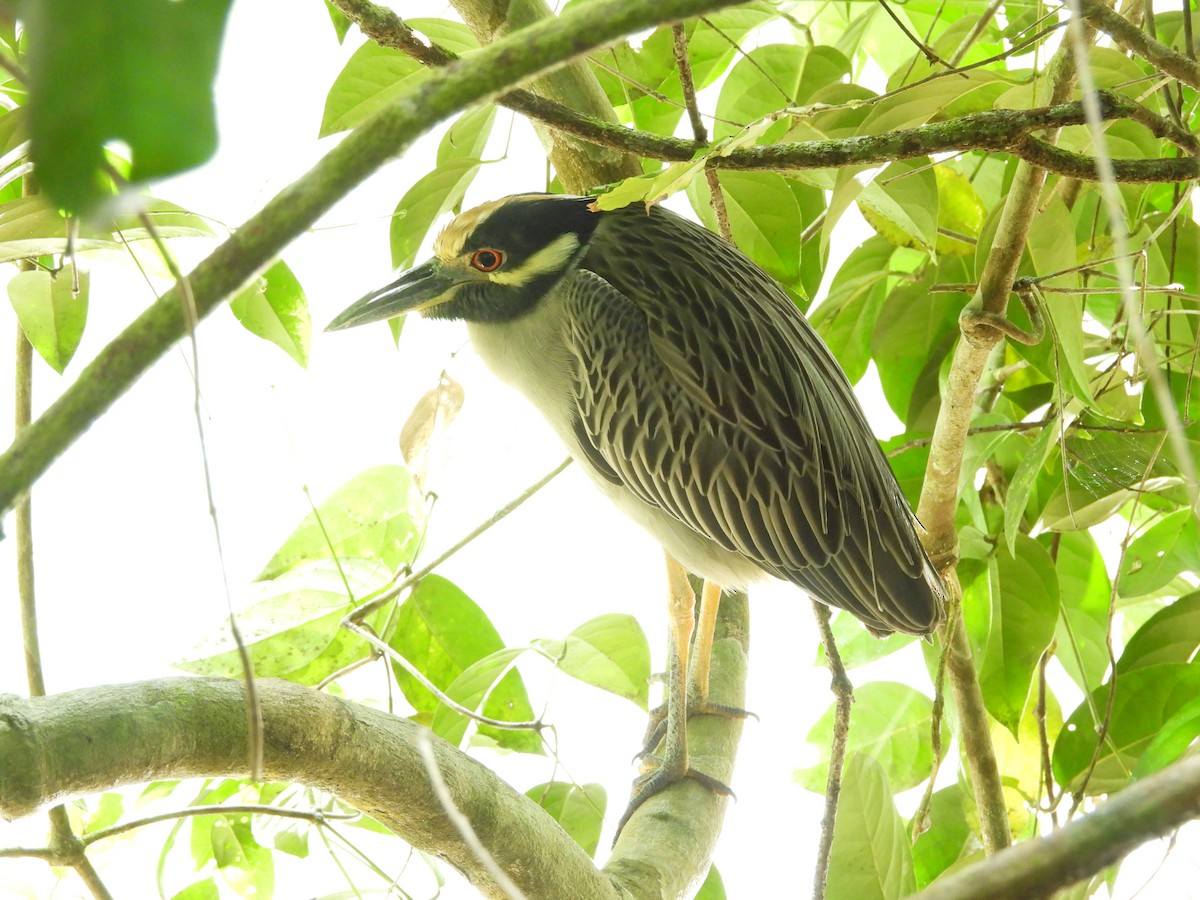 אנפת לילה צהובת-כיפה - ML647823944