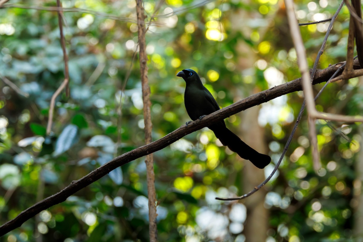 Racket-tailed Treepie - ML647823965