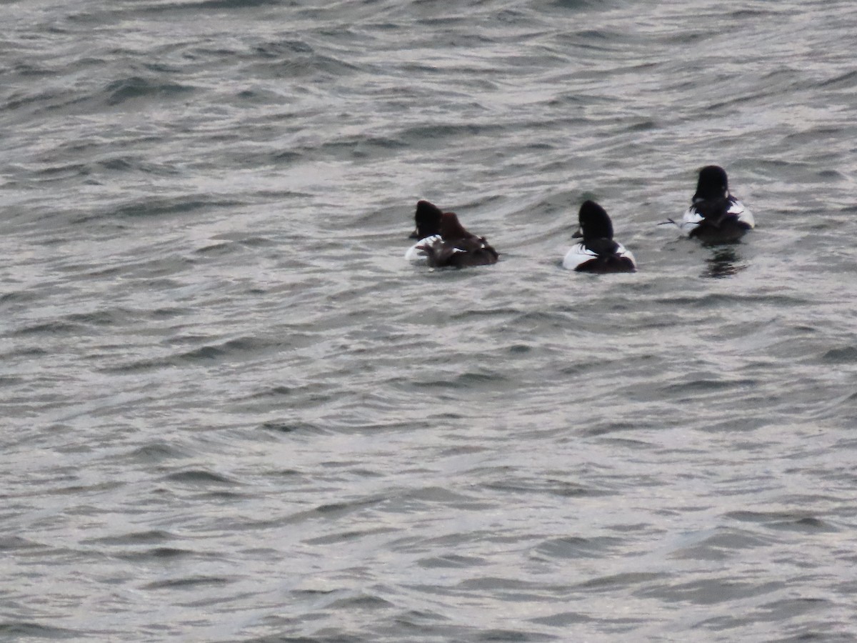 Murgilari urrebegia - ML647823981