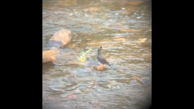 Майна чубата - ML647823990