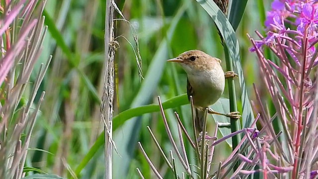 Очеретянка ставкова - ML647823995