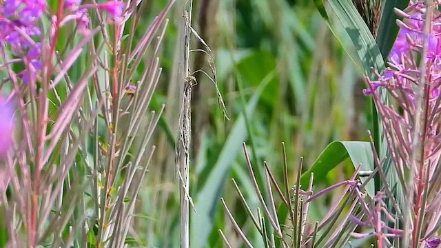 Очеретянка ставкова - ML647823996