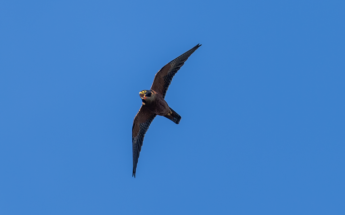 Asya Delice Doğanı - ML647824004