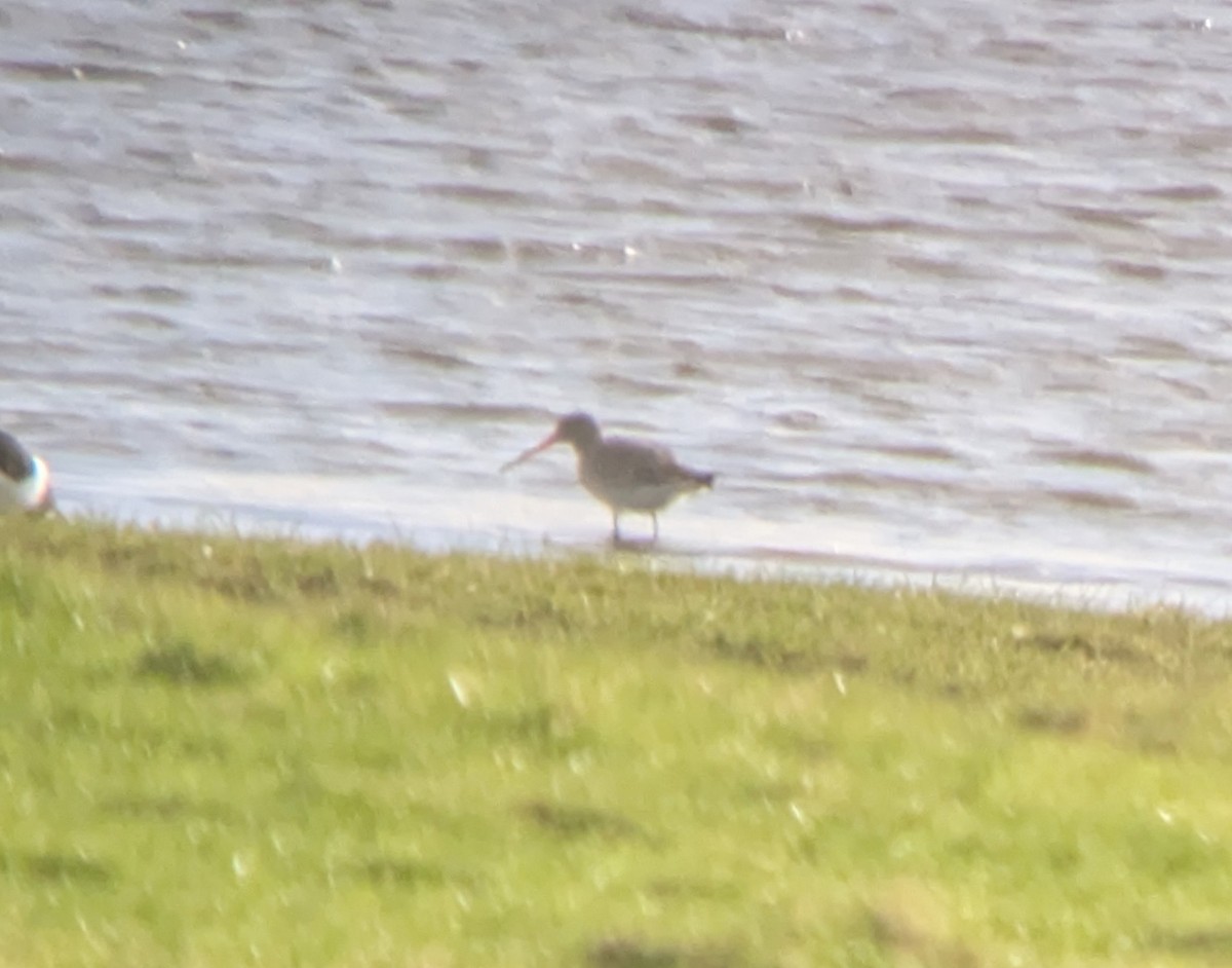 eBird Checklist - 30 Dec 2025 - Sker Point - 20 species