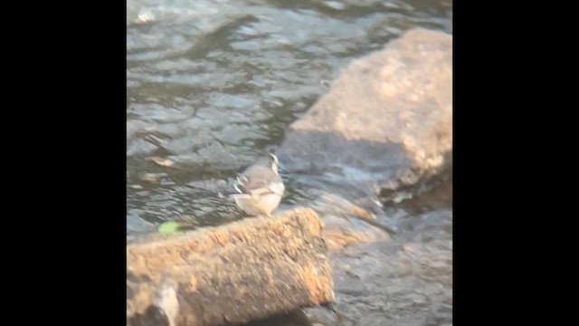 Плиска біла - ML647824030