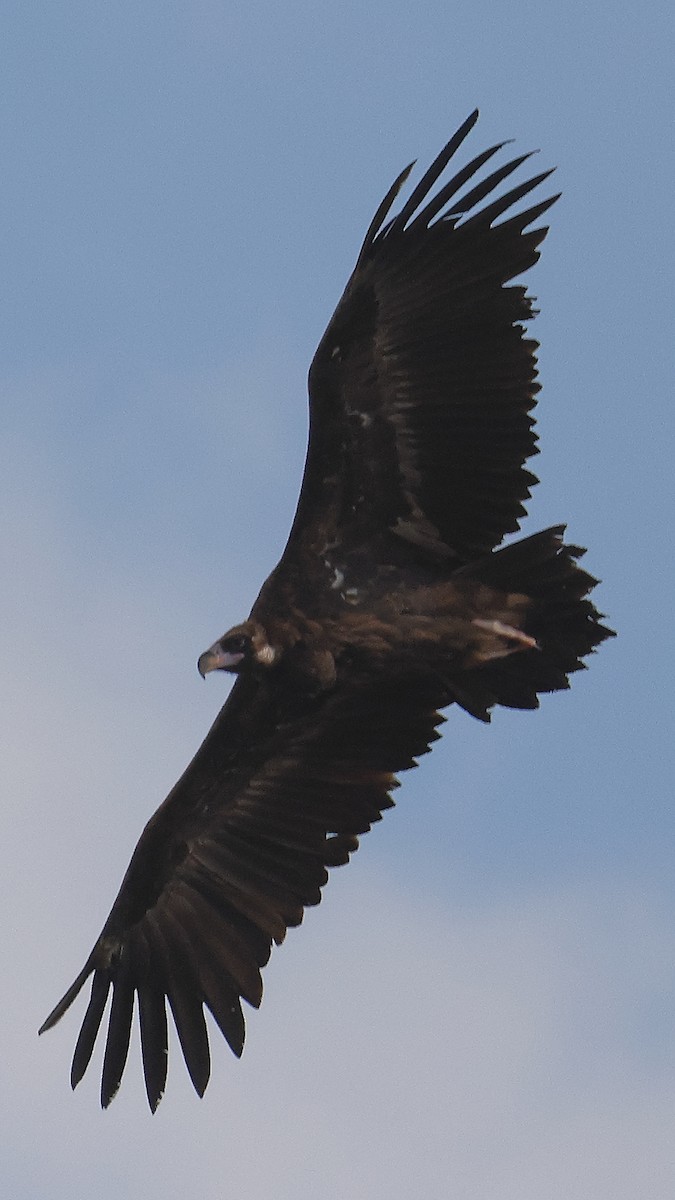 Buitre Negro - ML647824060