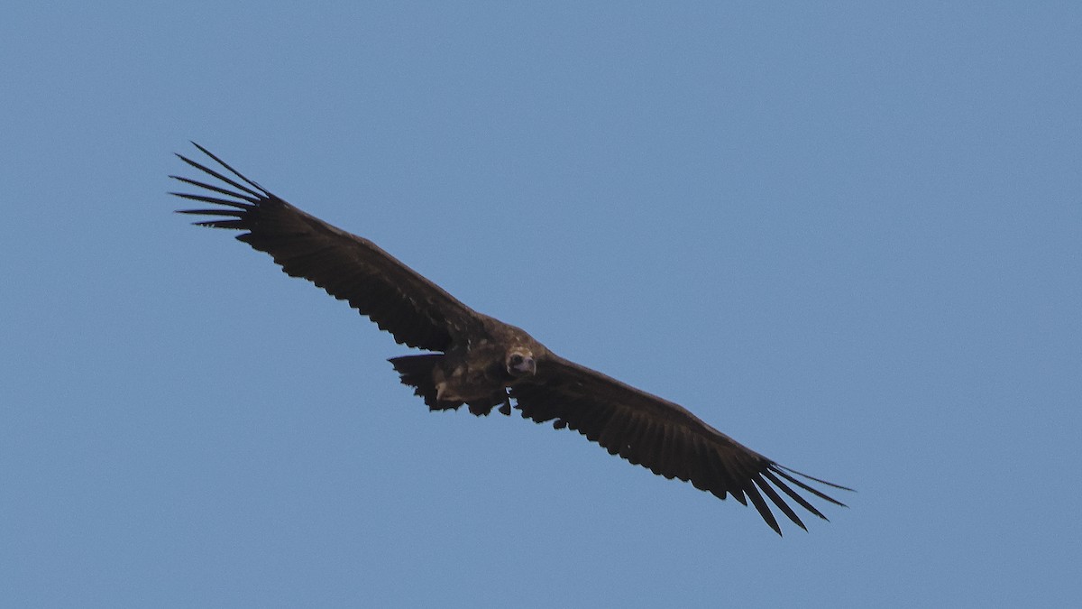 Buitre Negro - ML647824061