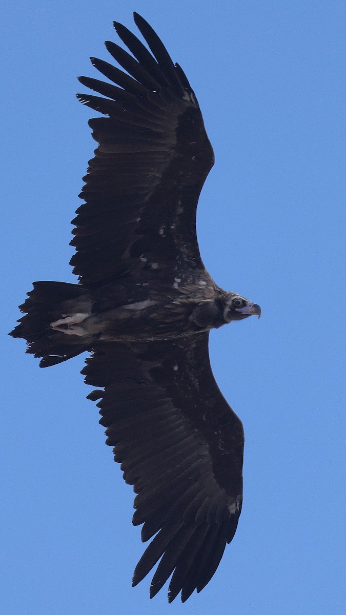 Buitre Negro - ML647824062