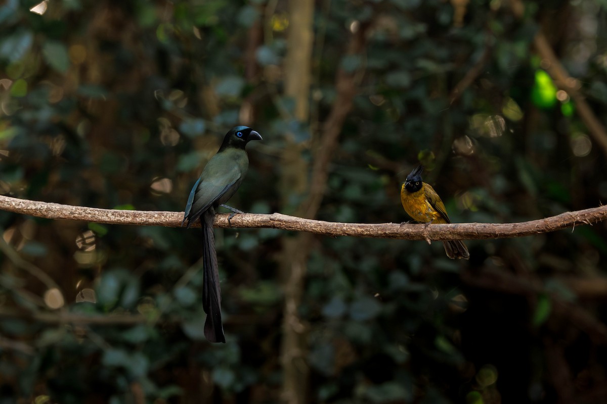 Racket-tailed Treepie - ML647824064