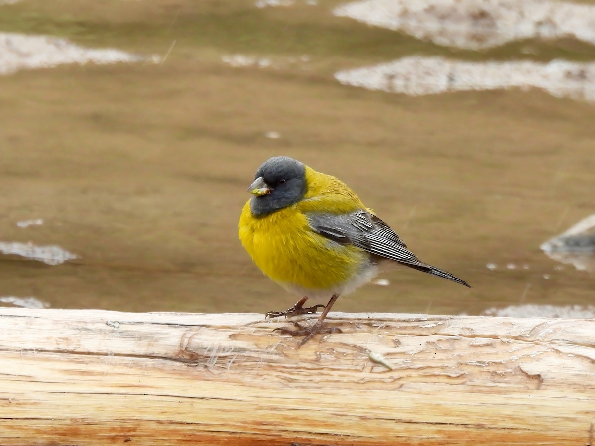 Gray-hooded Sierra Finch - ML647824085