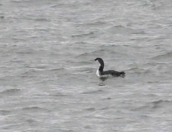 potáplice lední - ML647824092