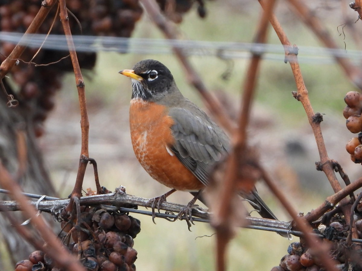 American Robin - ML647824095