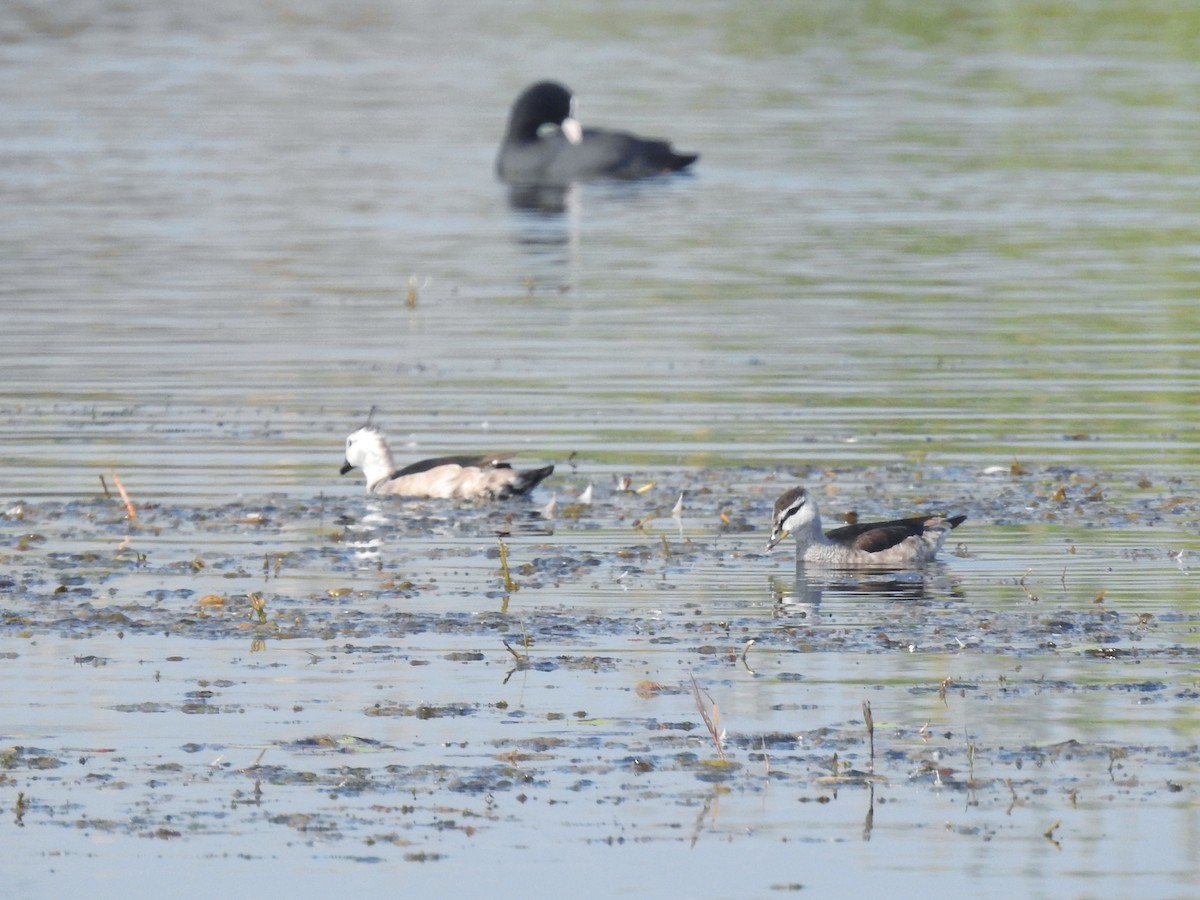 Cotton Pygmy-Goose - ML647824102
