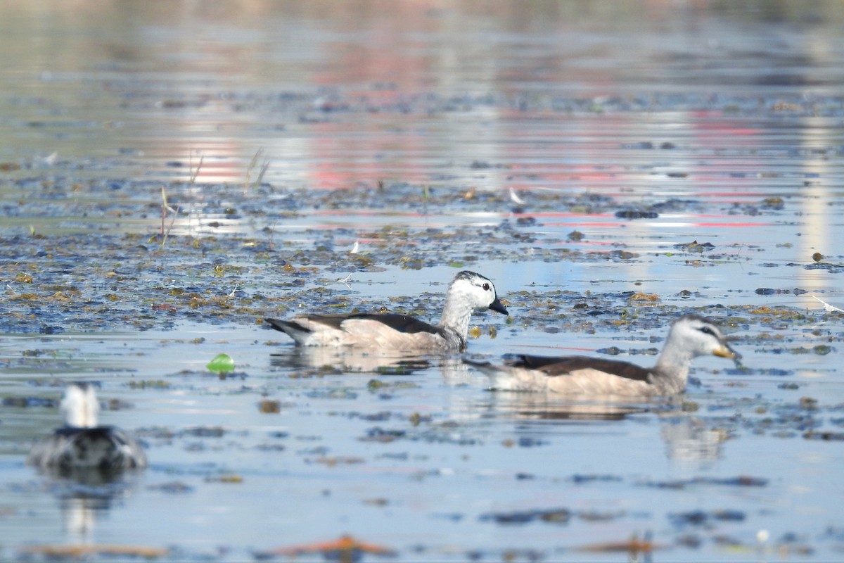 Cotton Pygmy-Goose - ML647824103