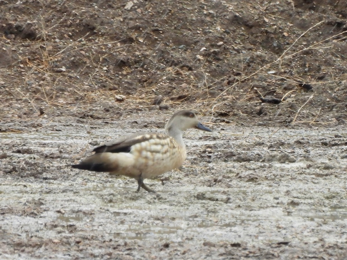 Crested Duck - ML647824104
