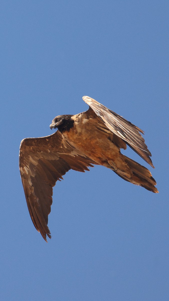 Bearded Vulture - ML647824105